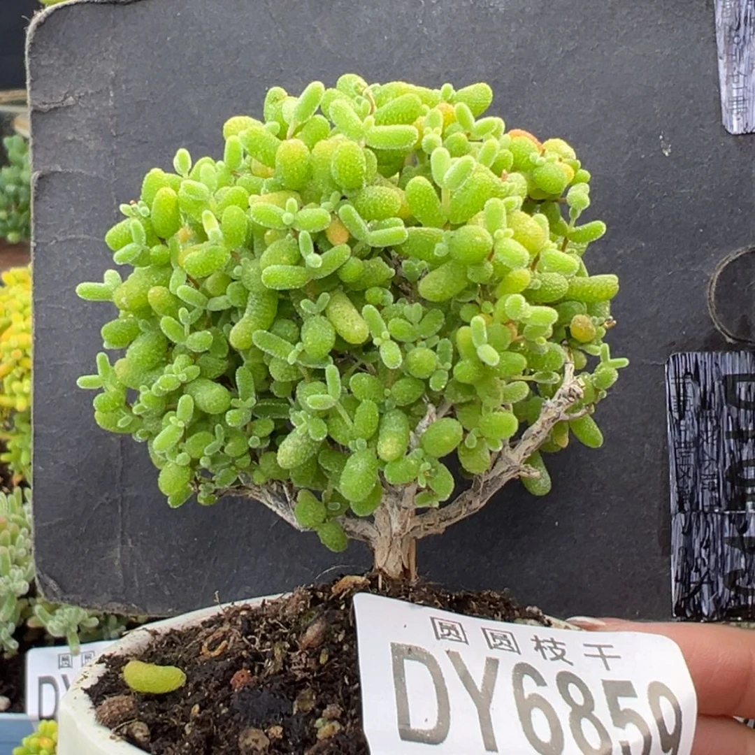 【闪购商品】开播炸dy6859金桔糖球冠幅6cm