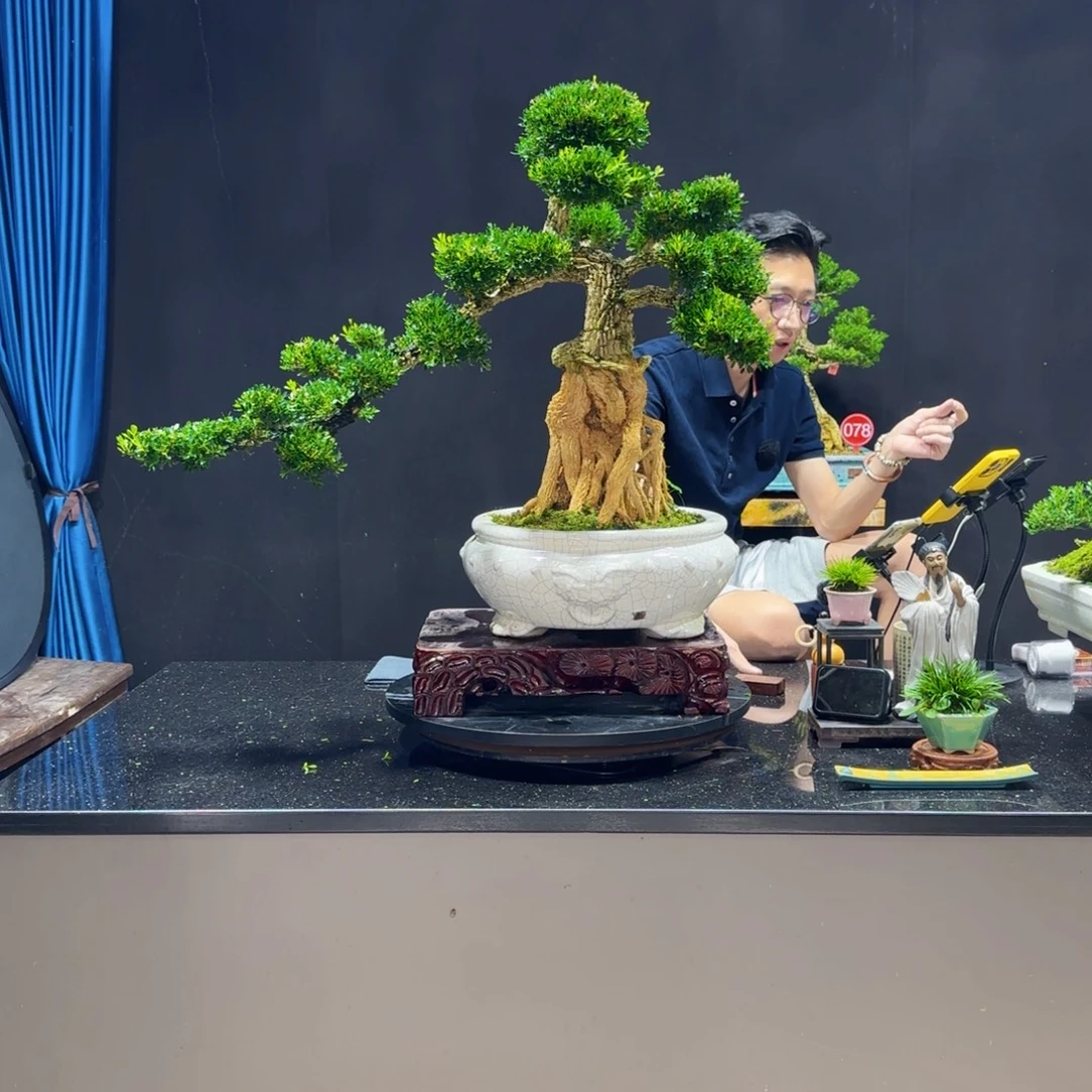 无花朵黄杨室内室外盆景艺术