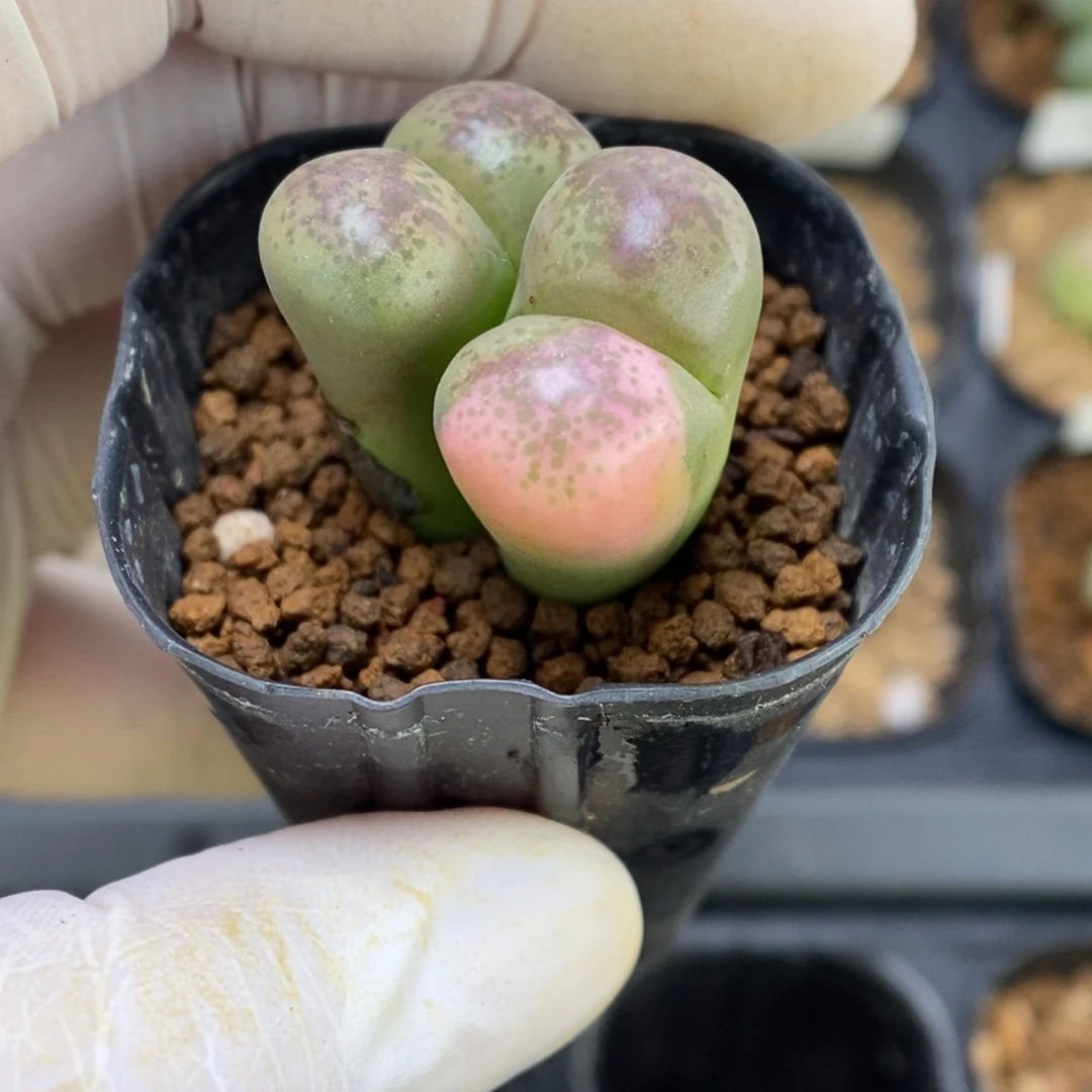 多肉植物肉锥杂交K-3286 风铃杂 锦