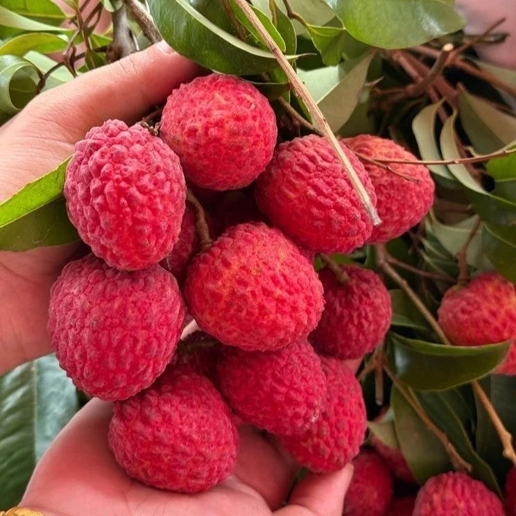 空运配送高山老树仙进奉荔枝鲜甜多汁应季水果当天现摘