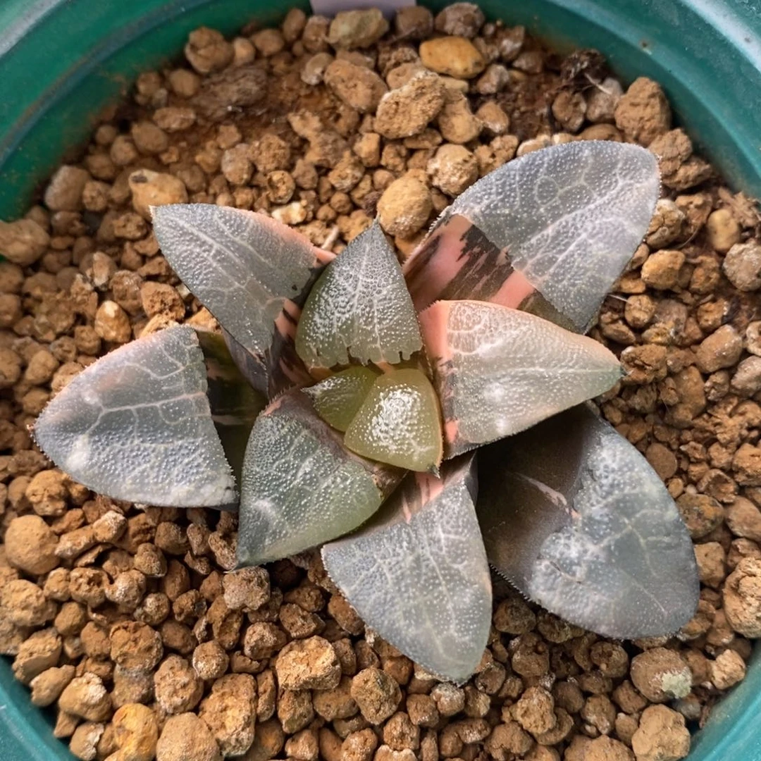 一颗实生大克锦。