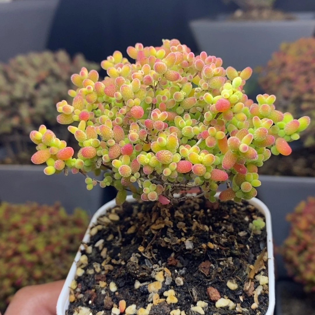 无花朵30号蜜橘糖球枝干