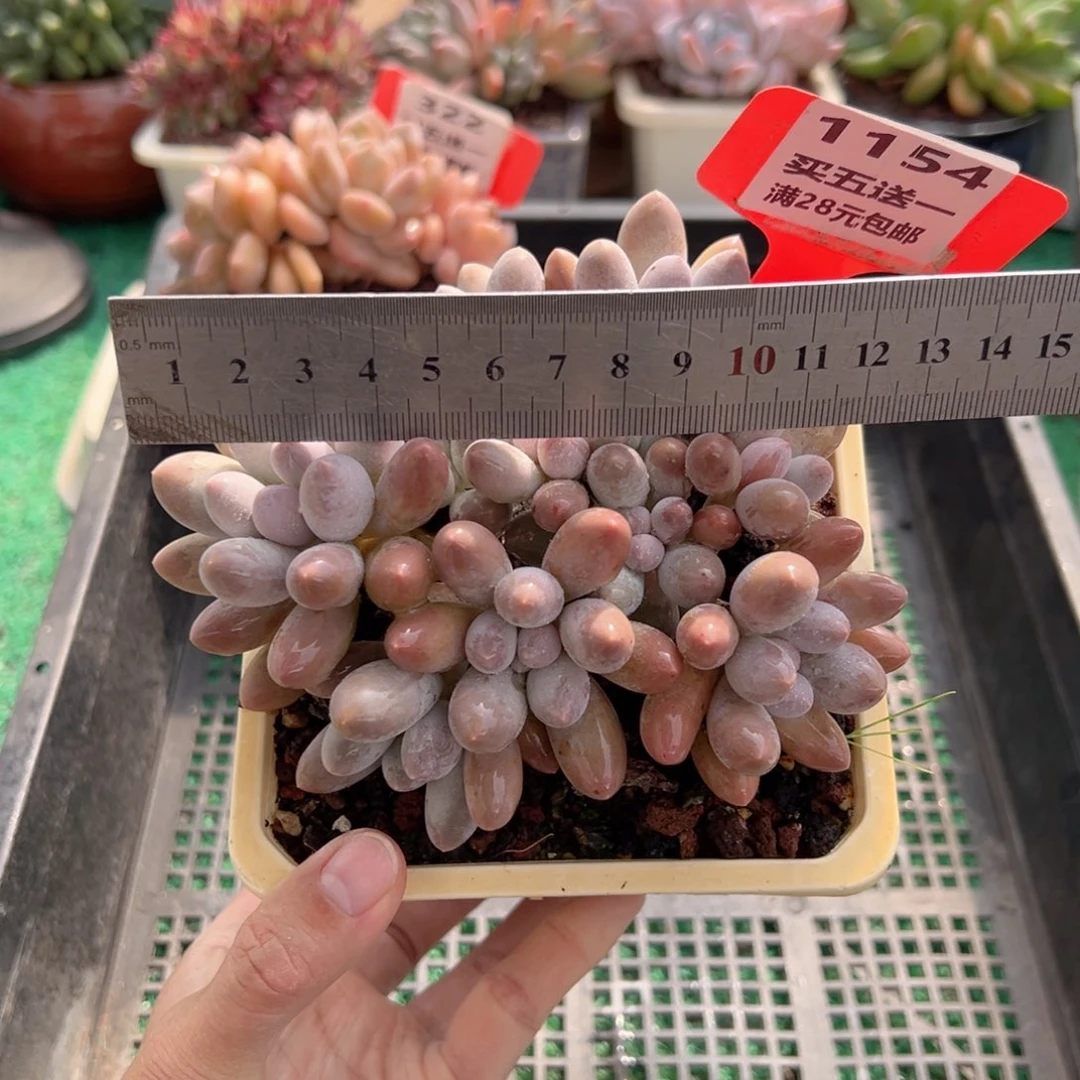 表妹精品多肉植物1154.