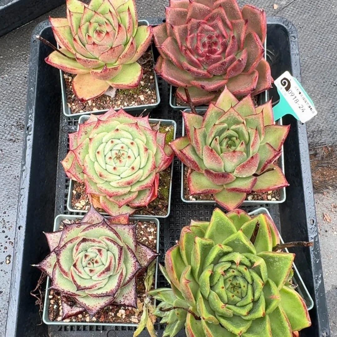 从前慢多肉精选编号0918.24