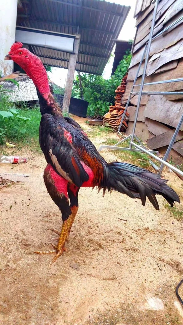 越南啊银特种养殖