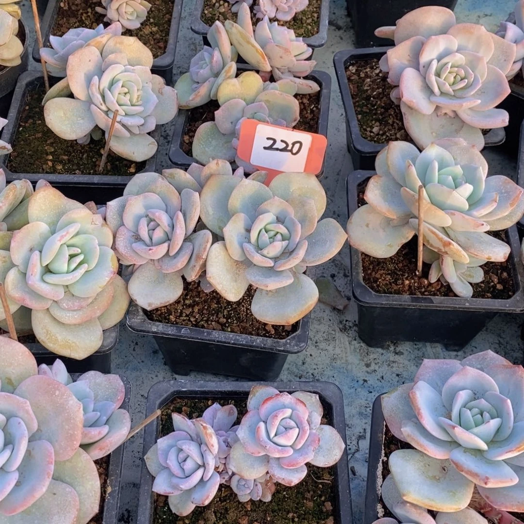 C***e多肉植物11111