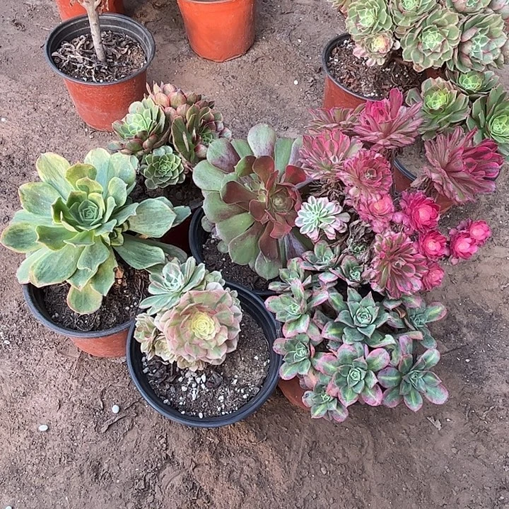 076多肉植物瑕疵特价，