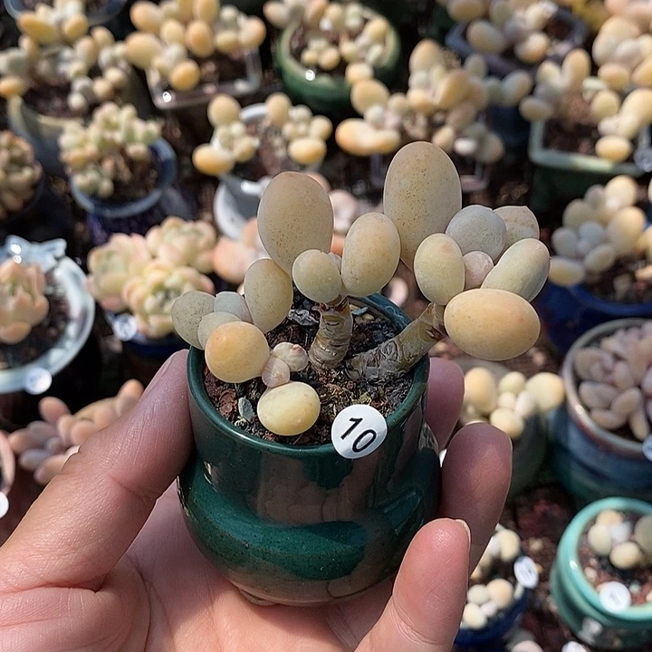 C***C一物一拍原盆原土