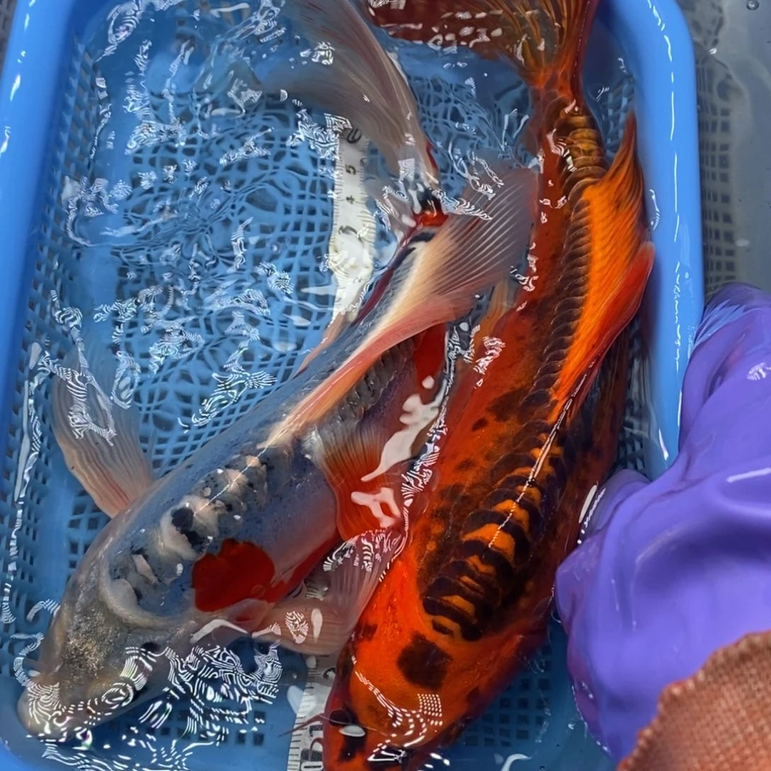 锦鲤冷水锦鲤包邮