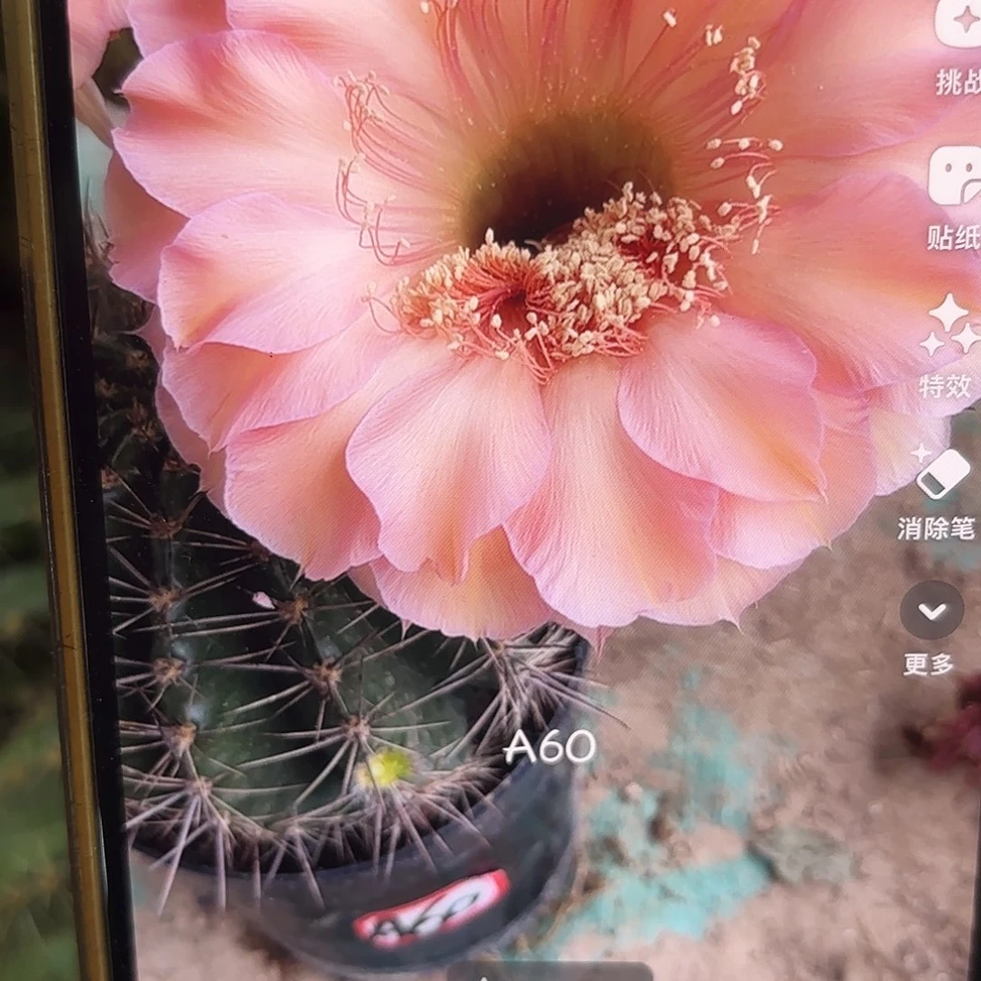 A60彩无根侧牙43球球