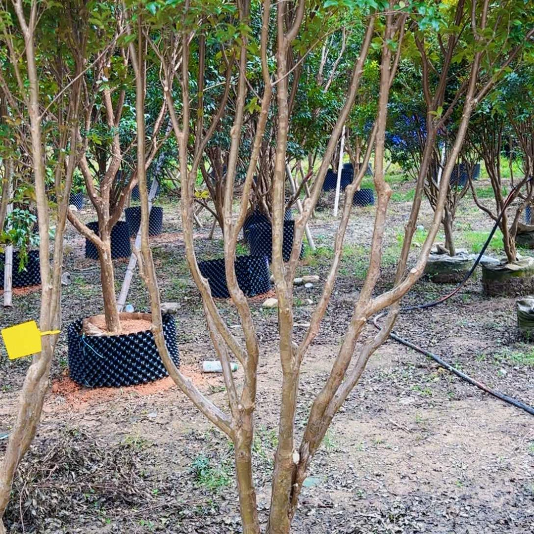 以实际为准7公分沙巴嘉宝果树葡萄 当年开花