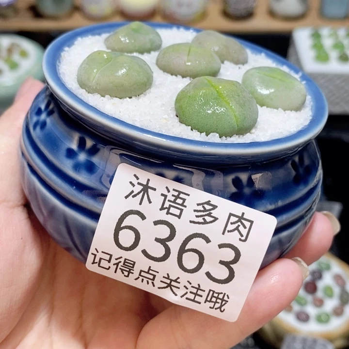 带盆土发货 精美盆栽 6363