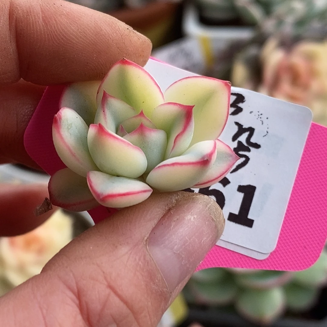 461侧牙哈哈哈哈哈哈哈