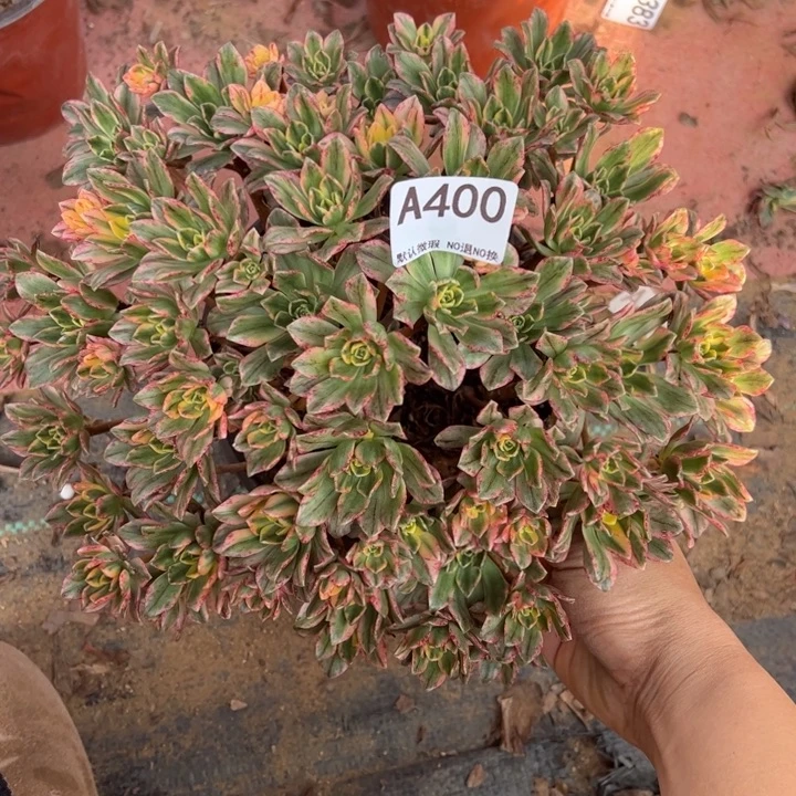 甜茶多肉植物400.