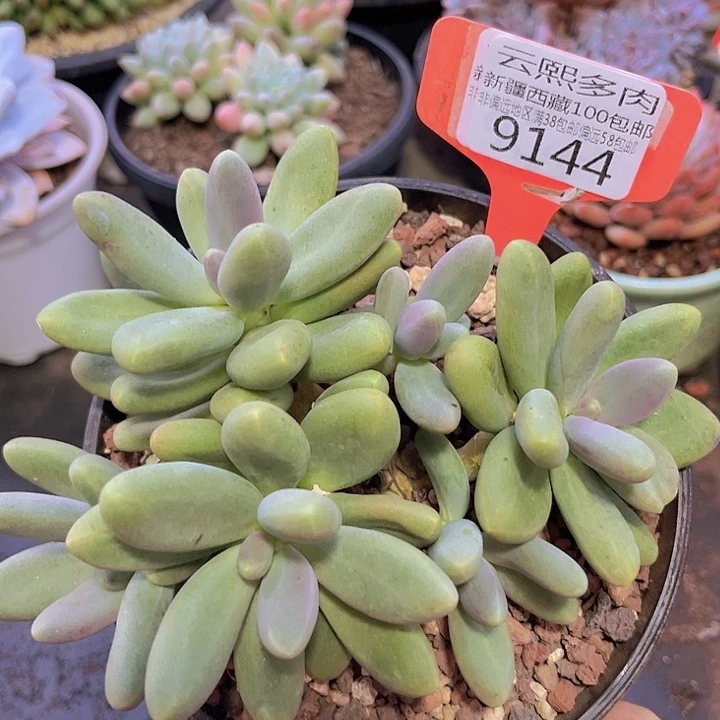 9144糖果美人。