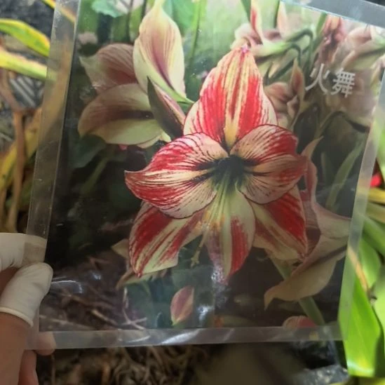 当前无花栽培后可以开花火舞5厘米裸根球3棵