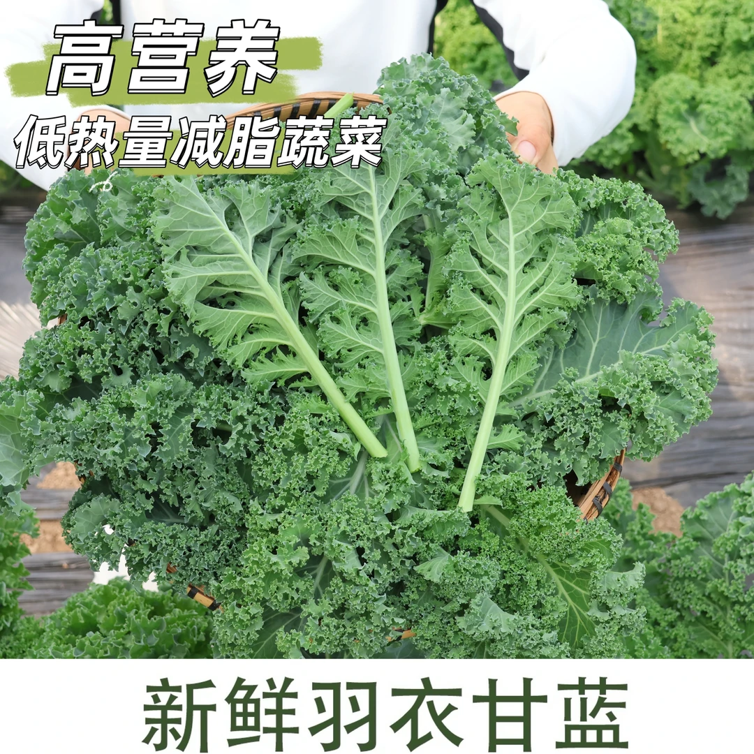 新鲜羽衣甘蓝精品鲜叶嫩叶 零农残 口感好网红爆款 产地现采直发