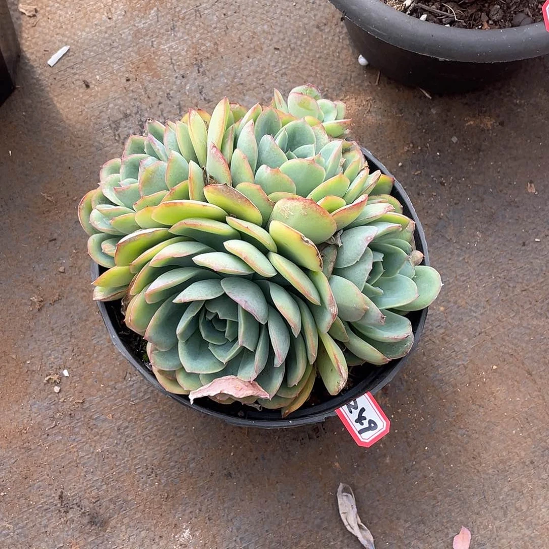 249晨露一物一拍多肉