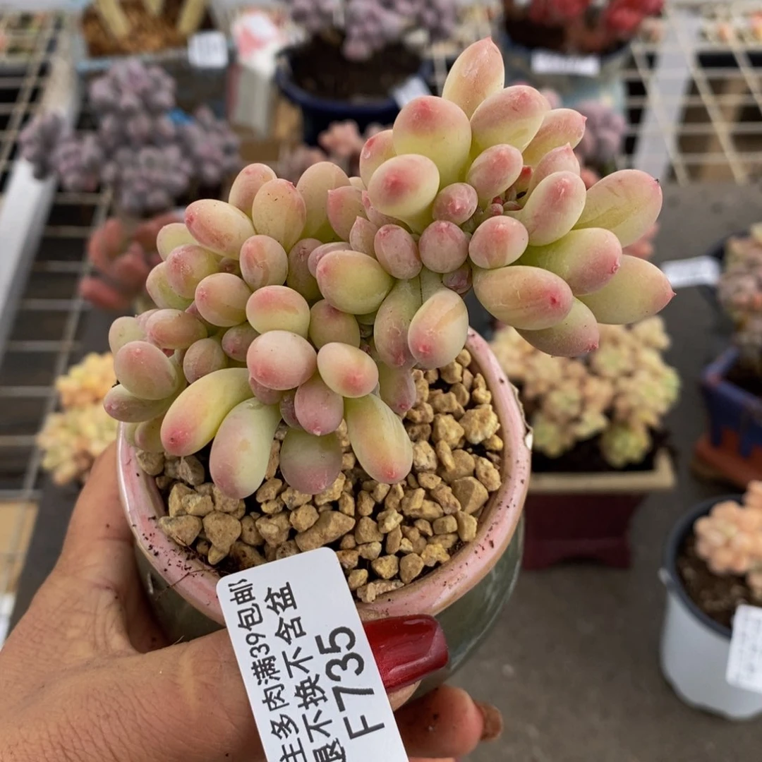 苹果奶缀735/8v m