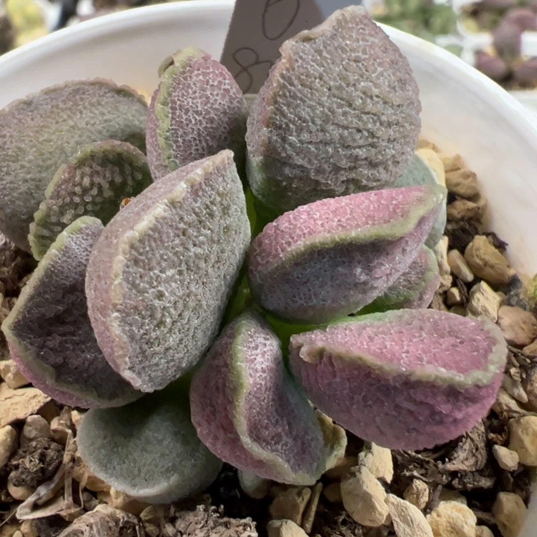 实生新品粉色蚌叶绒毛感多头纯木质桩多肉植物