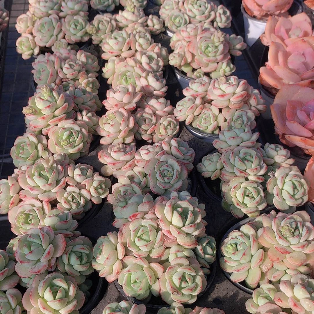 香草碧斯2456788990000000