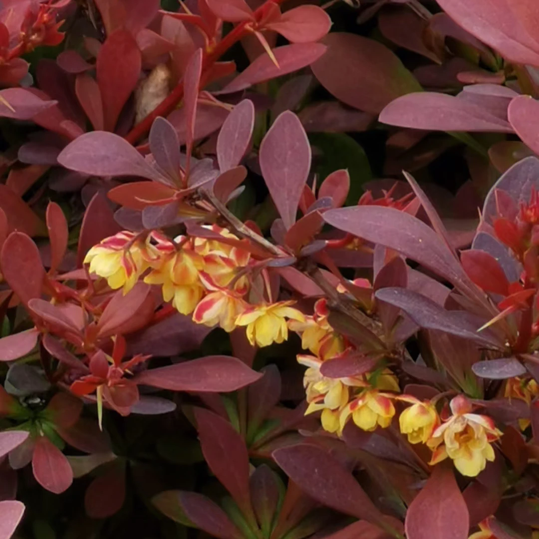 小檗花园庭院调色植物地栽盆栽耐寒耐热地被北方花园
