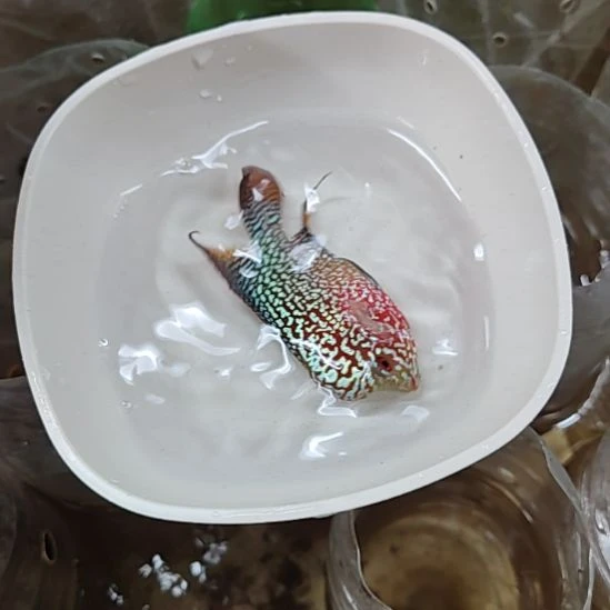 海水鱼666666666666