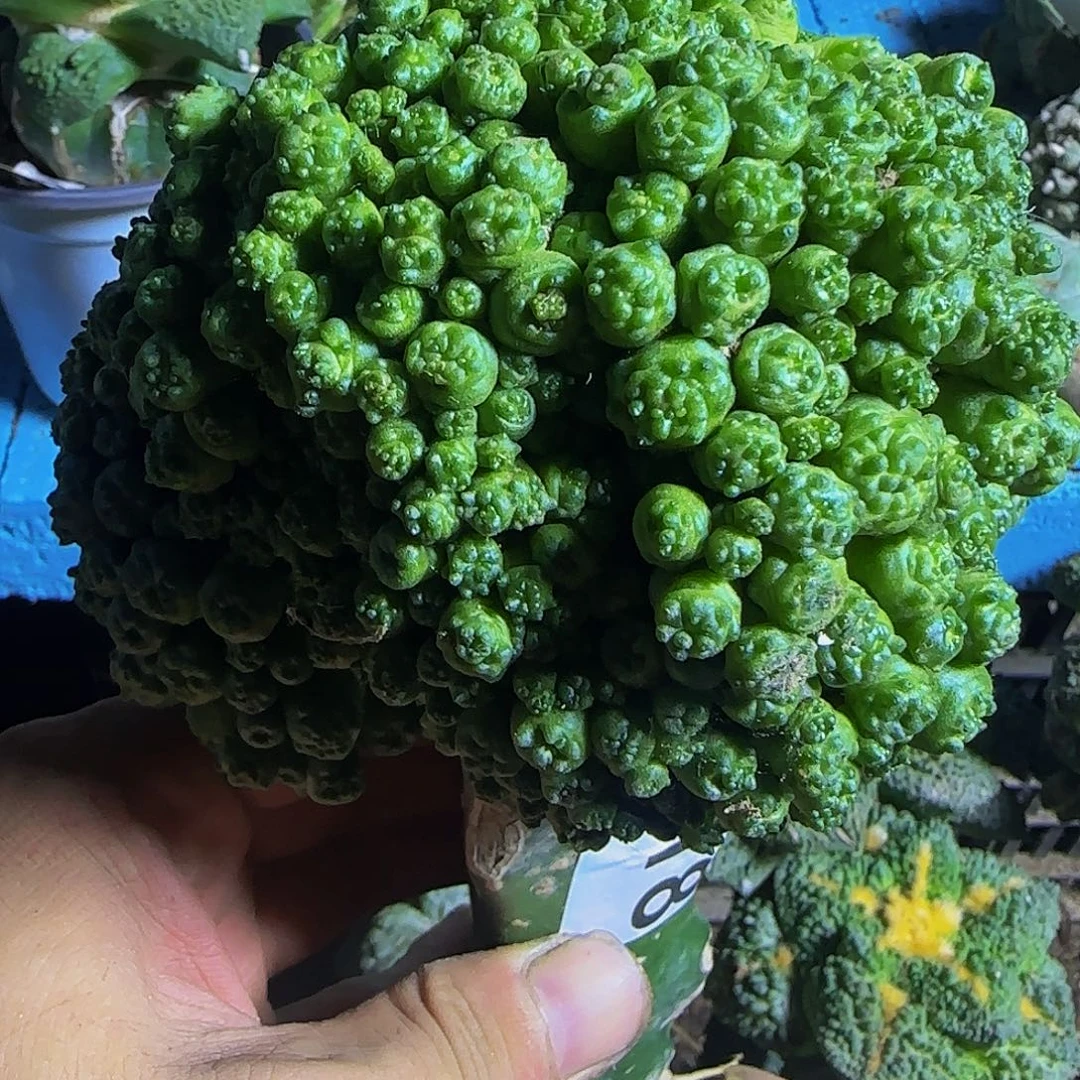 奶嘴018仙人球开花