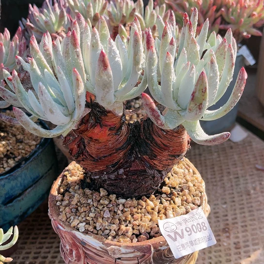 9088海瑟仙女杯多肉