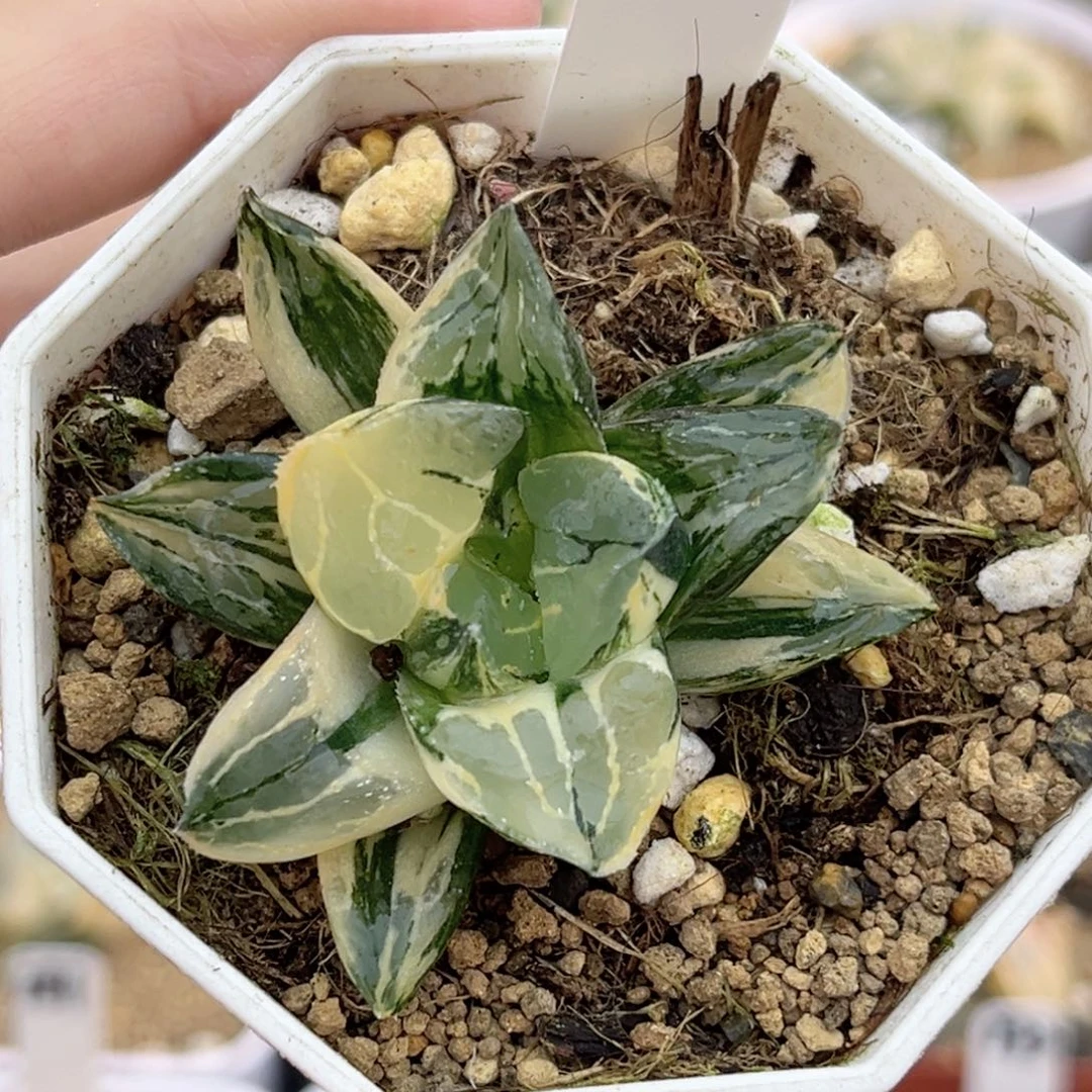 45莫迪卡锦福利专场