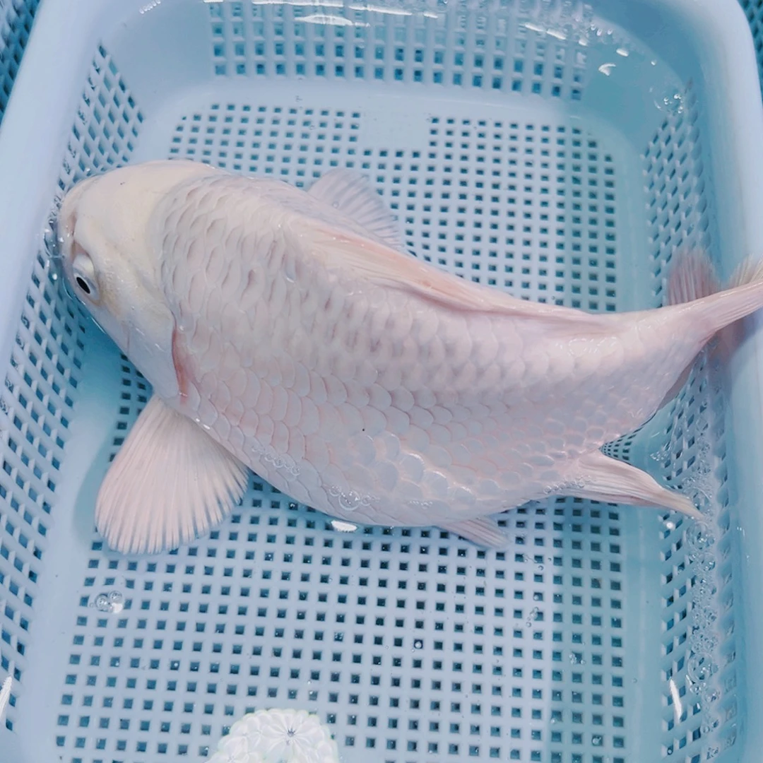 锦鲤锦鲤冷水鱼观赏鱼