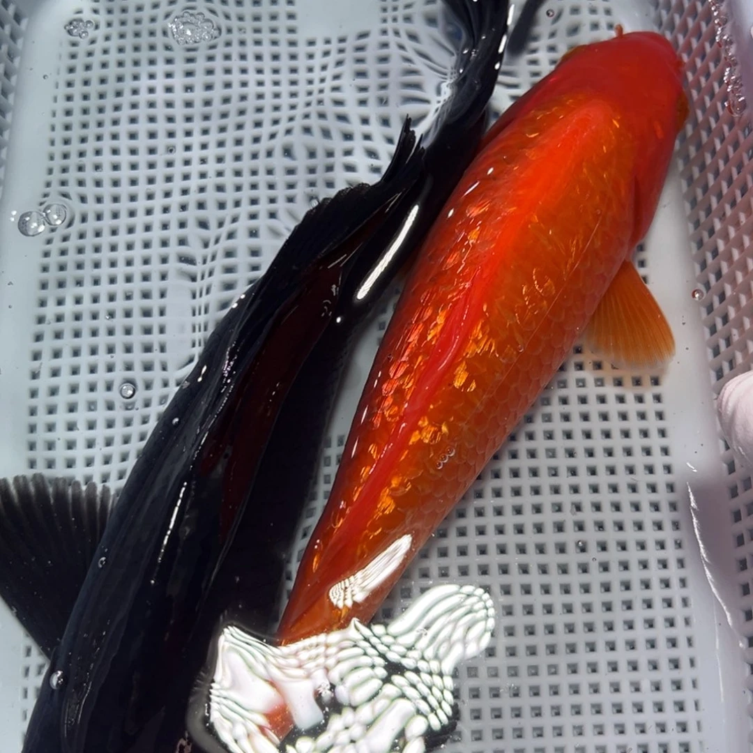 锦鲤锦鲤冷水观赏