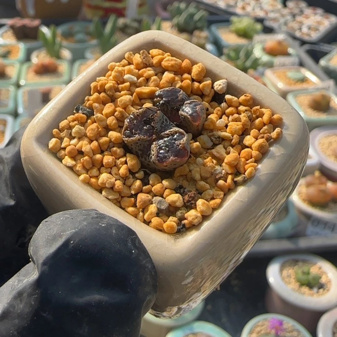 0503--一物一拍 带盆