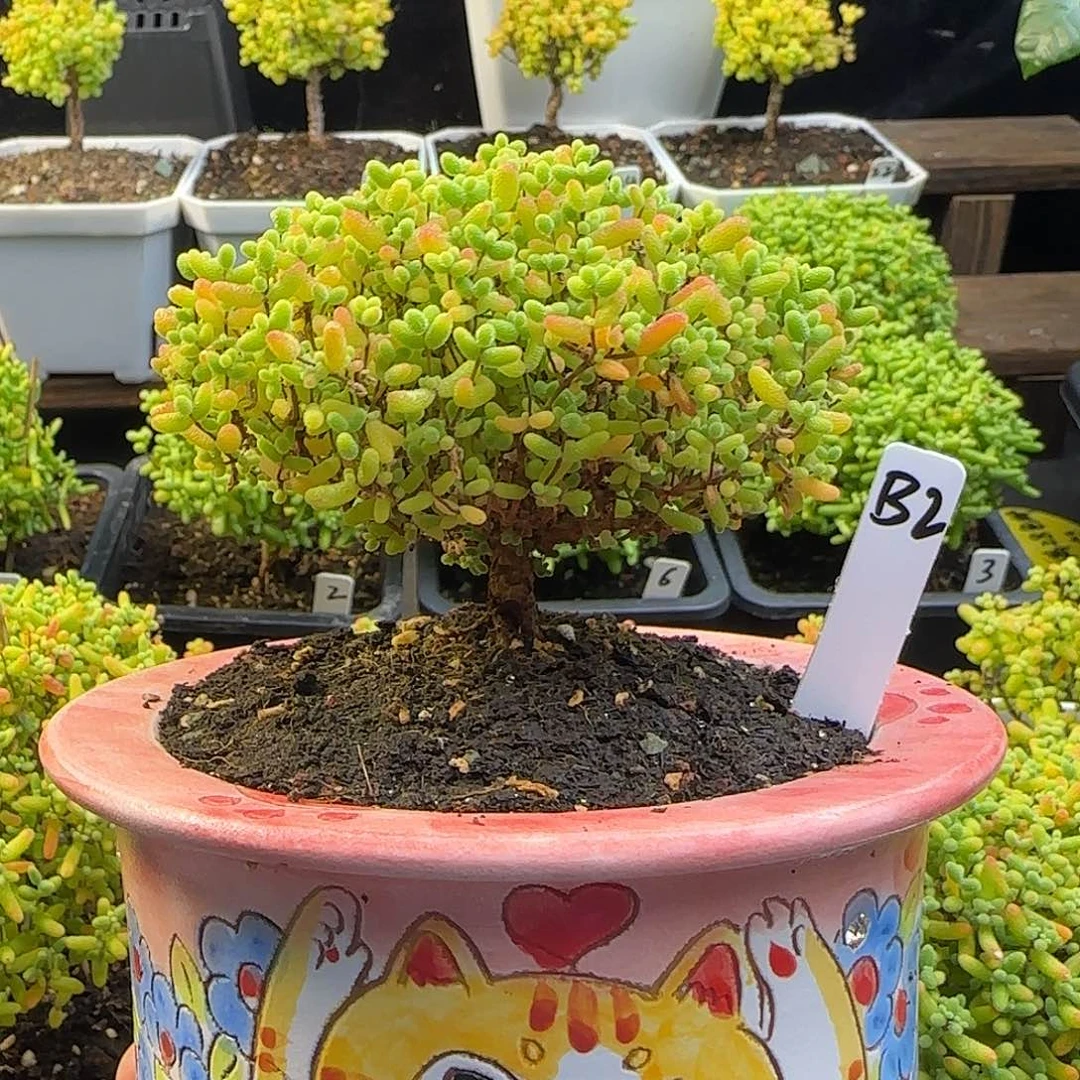 三***牛蜜橘糖球带盆包邮