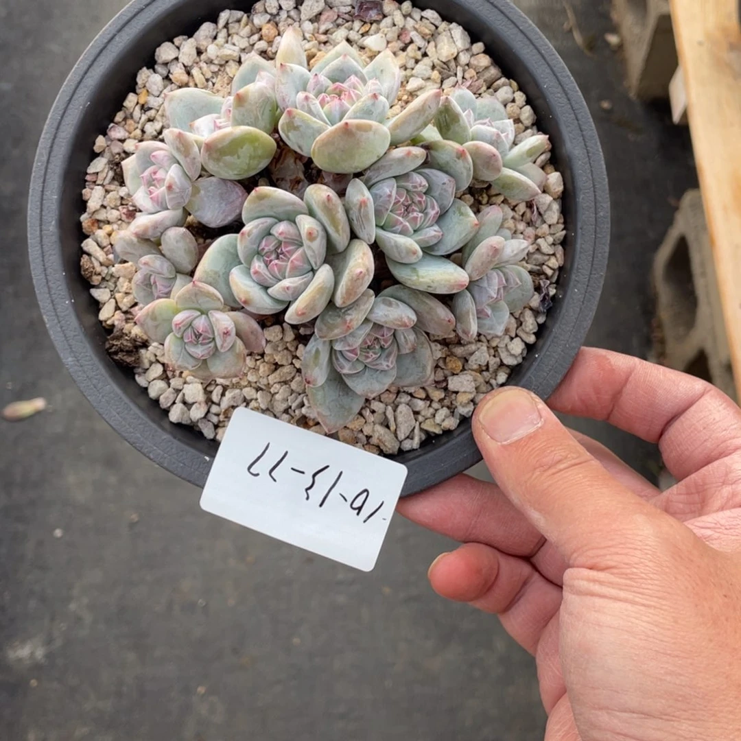 雨***绵10-13-77静好多肉园艺