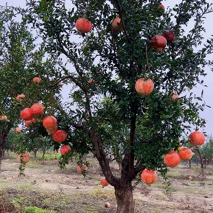 攀***A突尼斯软籽石榴树