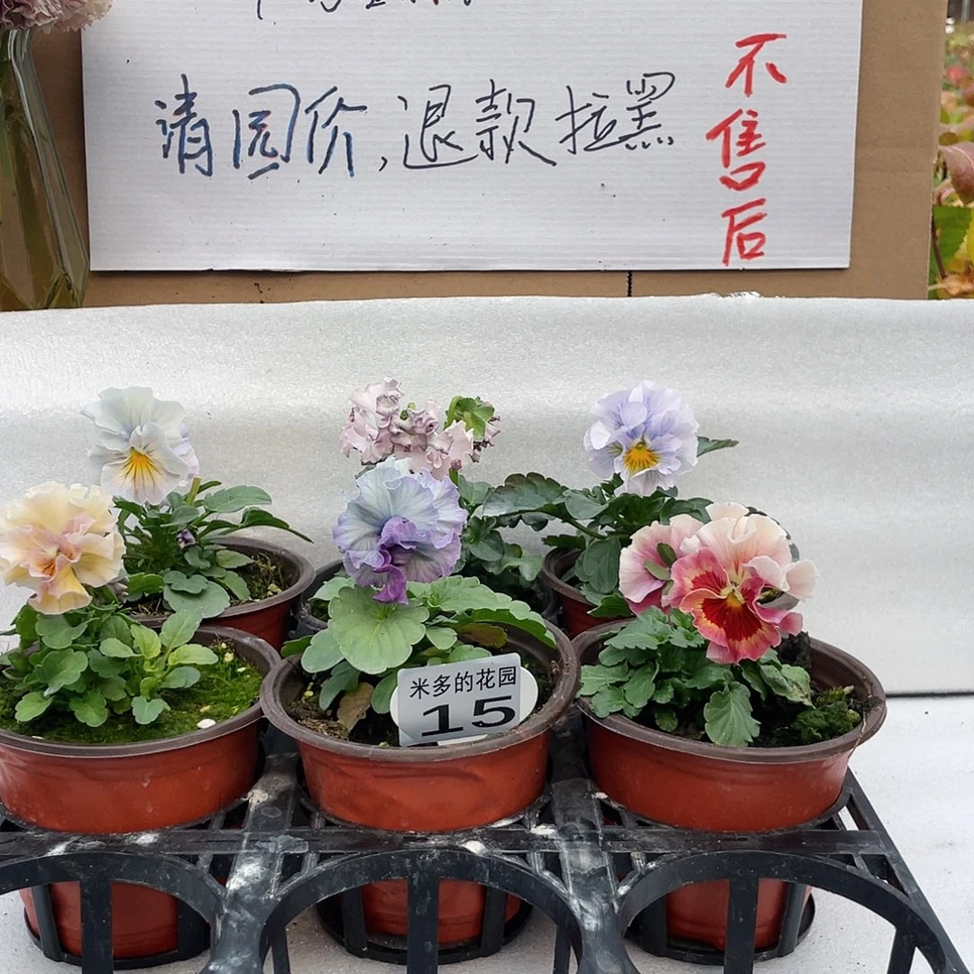 大部分花苞少量开放15