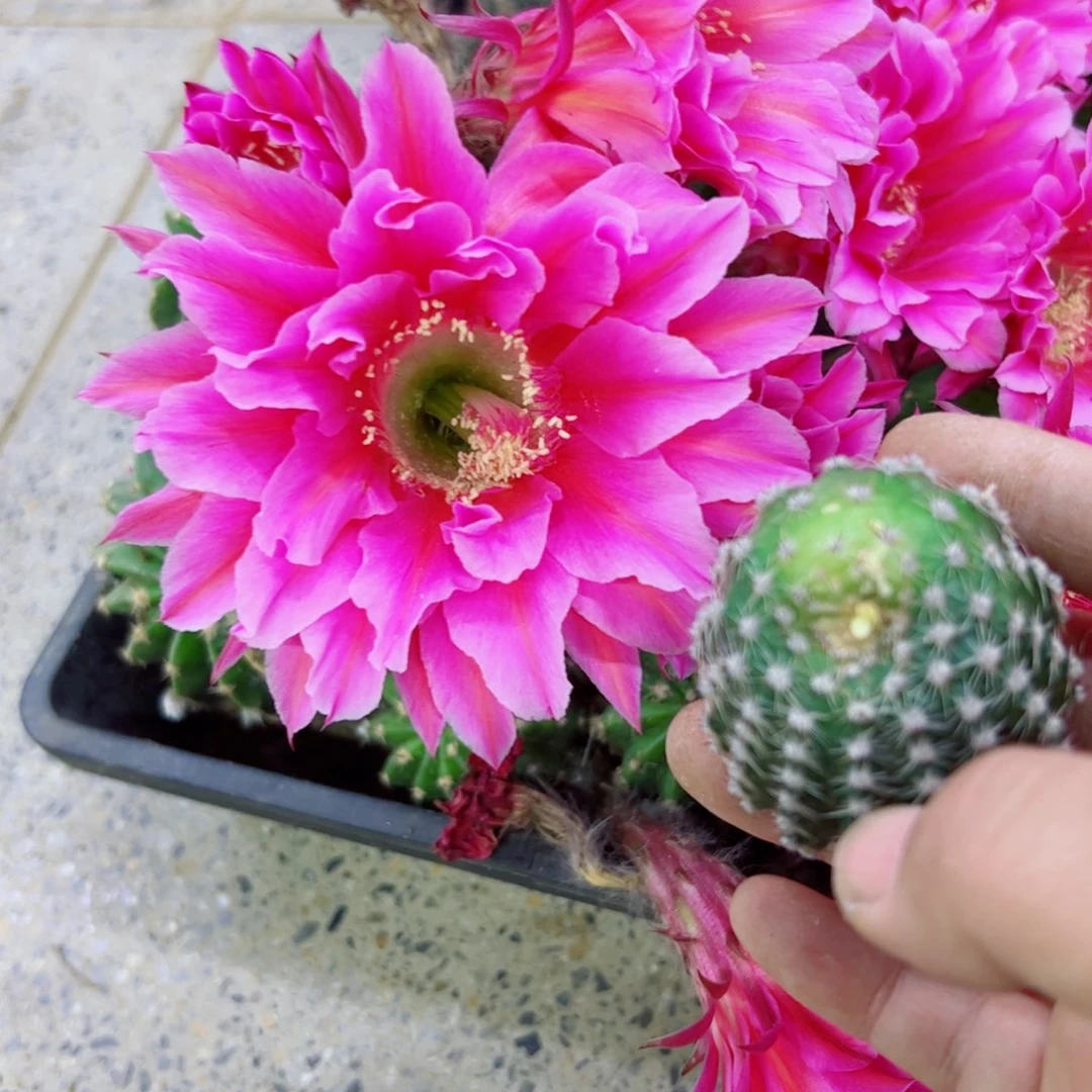 下80彩草粉芙蓉歪无根侧芽3一4公分左右20包邮