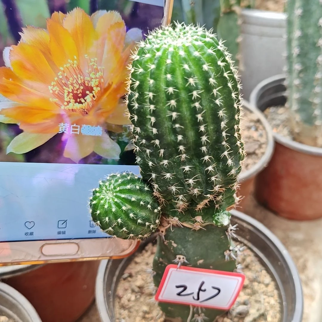 丽花秀普嫁接大黄白福257