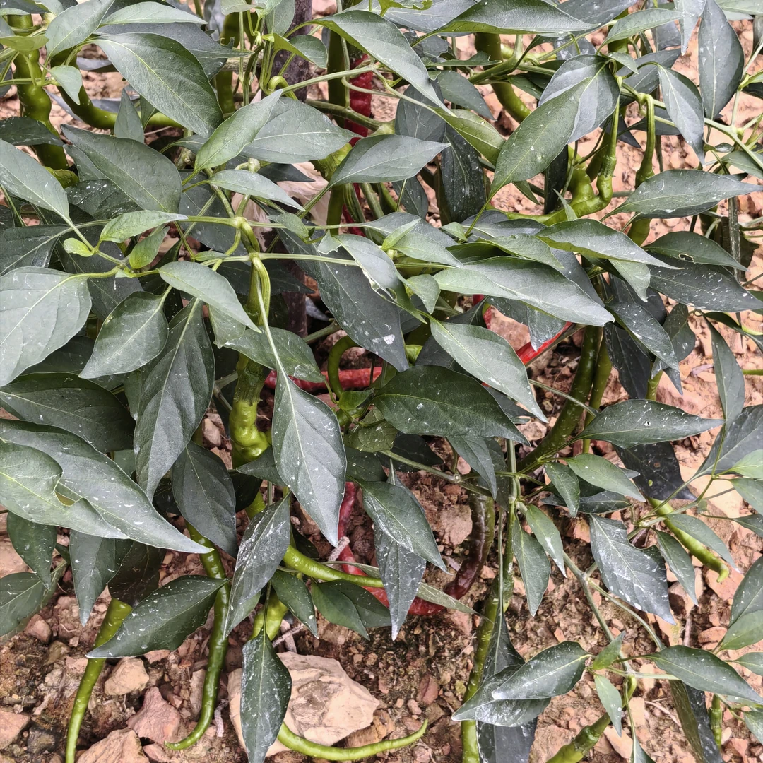 湖南产地现摘新鲜薄皮小青椒正宗重辣辣椒