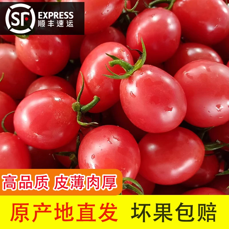 【现摘】顺丰新鲜千禧小番茄圣女果现摘番茄孕妇宝宝水果农家自种