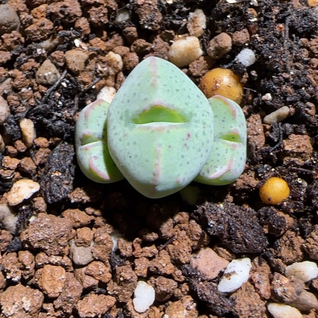 肉锥多肉植物组合-sb2035、1290