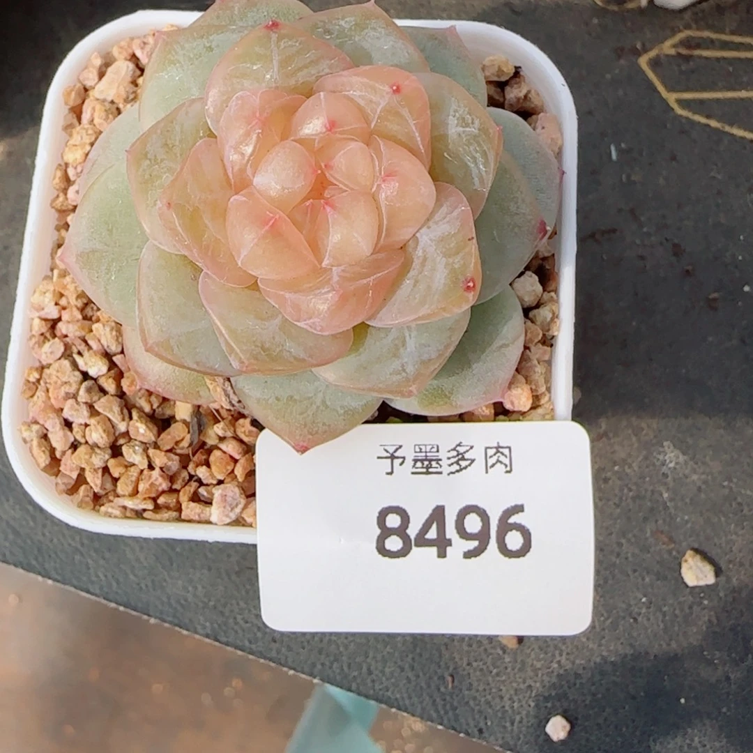 孤品珍妮，8496多肉植物