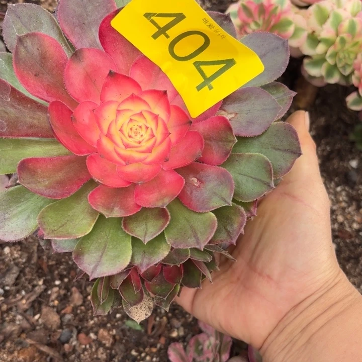 哈哈多肉植物特价不售后404