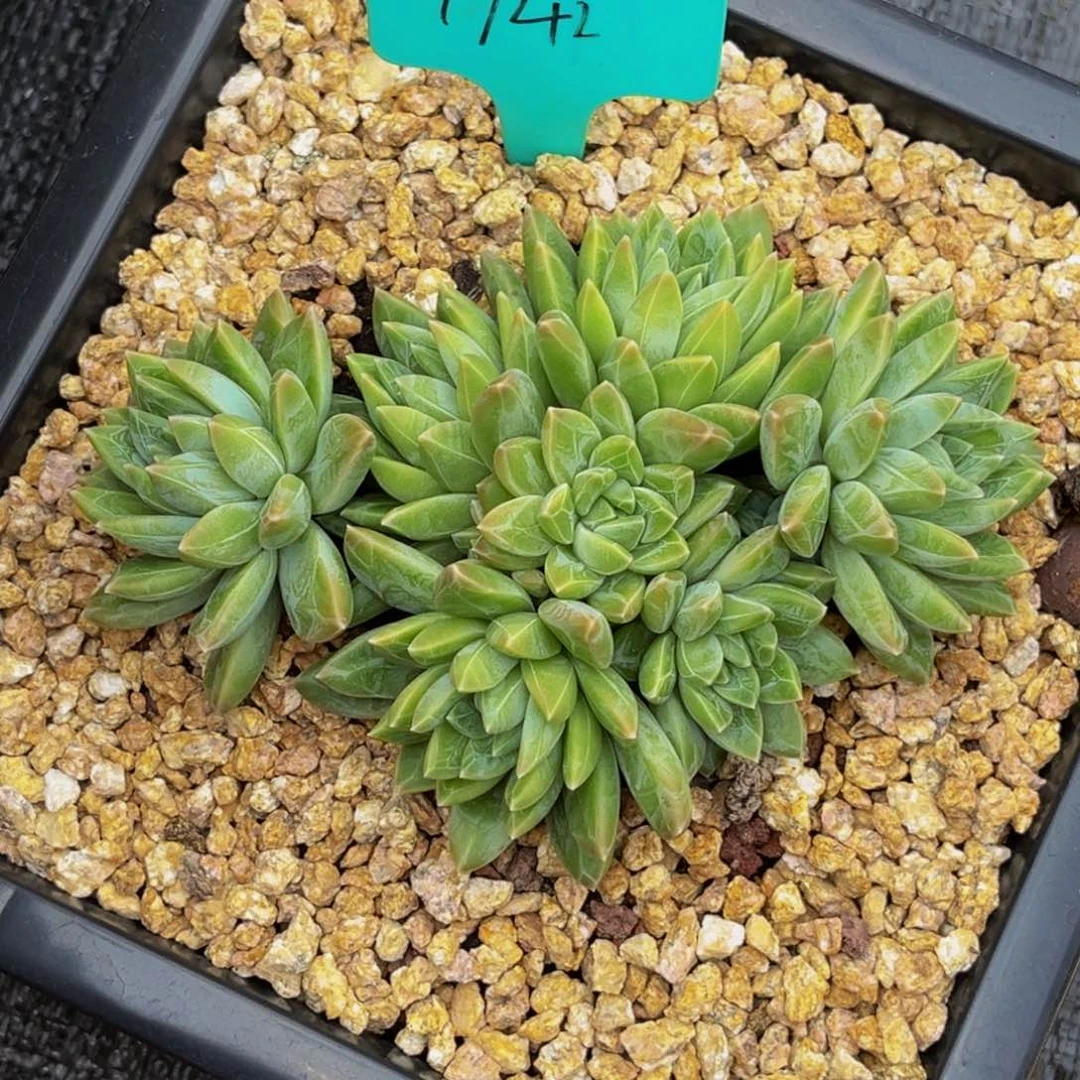 1742号上午多肉植物群生多肉
