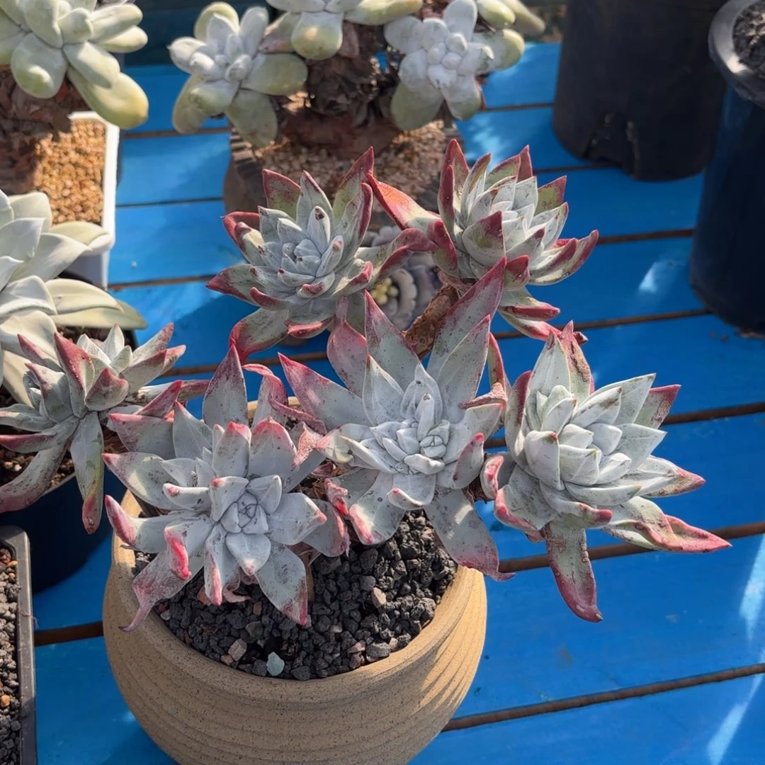 王***๑初霜，仙女杯多肉。