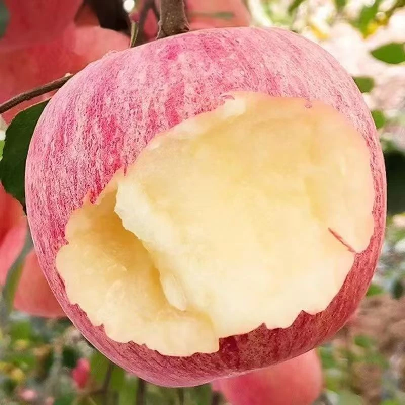 三只松鼠山东烟台红富士苹果正宗新鲜冰糖心脆甜yz