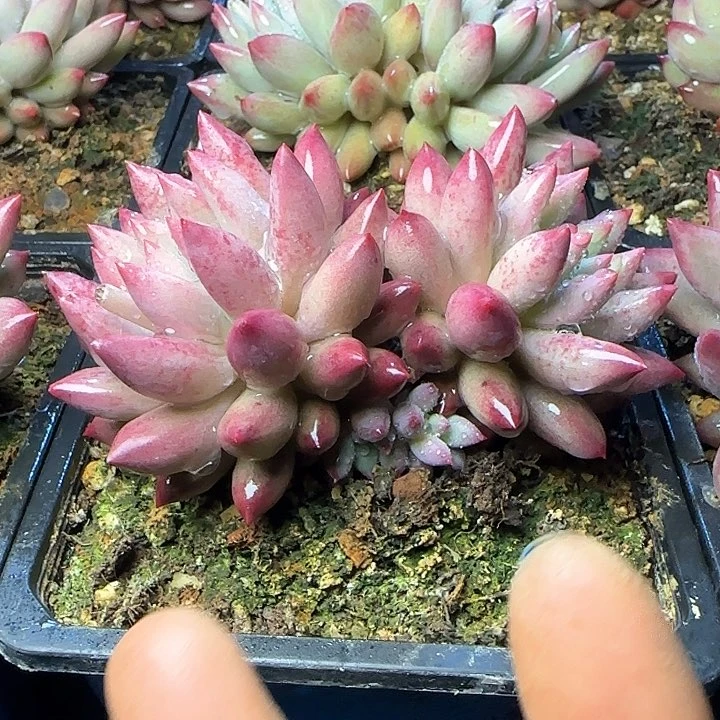 车厘子多肉植物19.8