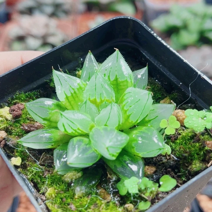 南*十二卷 西亚基 开播福利