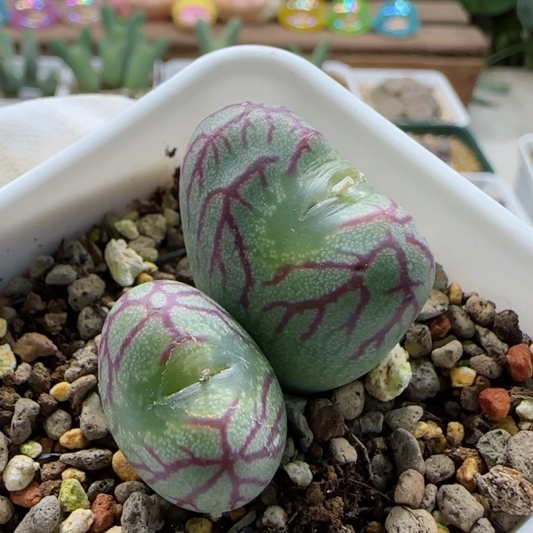 卿**阳1-19当天满58包邮精品杂交mf3多肉